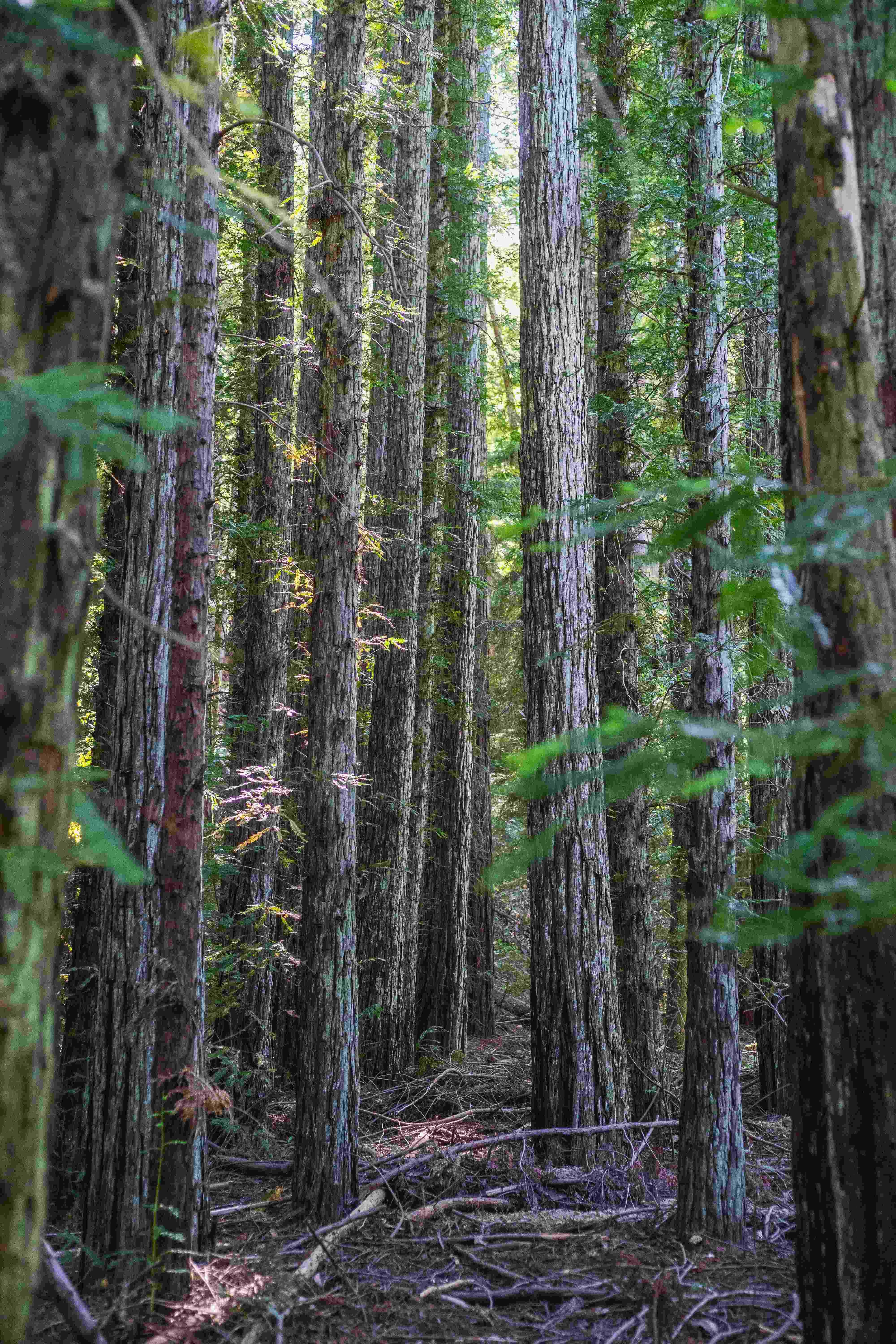 Yaşam Yolu Sayısı Nedir? Numeroloji ile Kendi Ruhsal Kodunu Keşfet